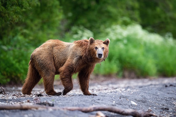 Fototapeta premium The&nbsp;Kamchatka&nbsp;brown&nbsp;bear, Ursus arctos beringianus catches salmons at Kuril Lake in Kamchatka, running in the water, action picture