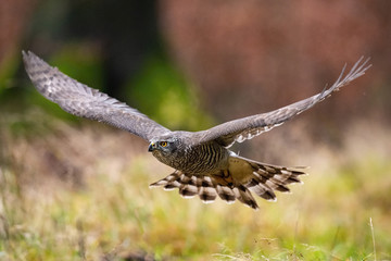 The Northern Goshawk or Accipiter gentilis is flying in the dark forest.