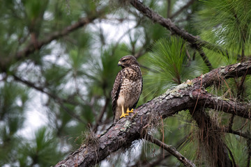 red shouldered hawk perched in a tree