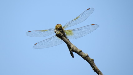 dragonfly against the sky