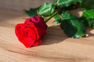 Beautiful red rose flower on the table