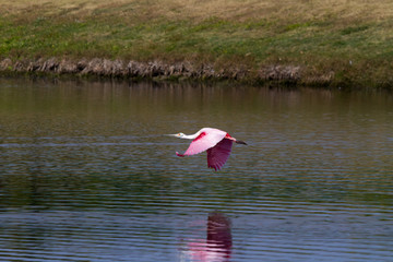 roseate spoonbill in flight over water