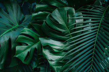 Monstera green leaves or Monstera Deliciosa in dark tones, background or green leafy tropical pine forest patterns for creative design elements. Philodendron monstera textures - obrazy, fototapety, plakaty