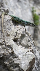 lizard on rock