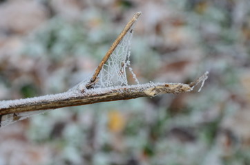 background of autumn leaves in the frost