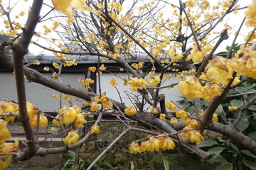 Plum Blossom Japan