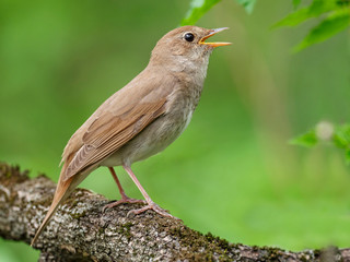 The thrush nightingale (Luscinia luscinia), also known as the sprosser, is a small passerine bird family Muscicapidae.