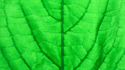 Texture and detail of green leaf.