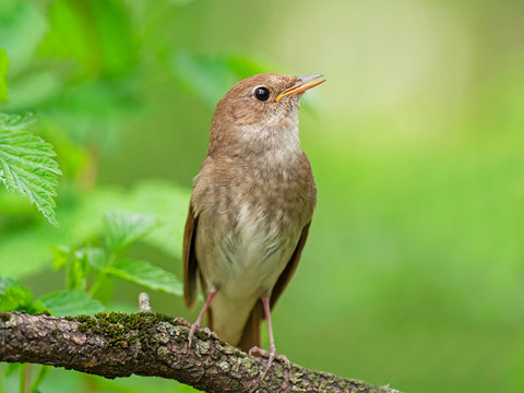 The thrush nightingale (Luscinia luscinia), also known as the sprosser, is a small passerine bird family Muscicapidae.