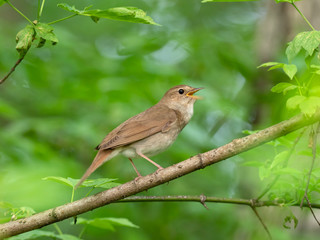 The thrush nightingale (Luscinia luscinia), also known as the sprosser, is a small passerine bird family Muscicapidae.