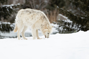 Photo of Arctic Wolf