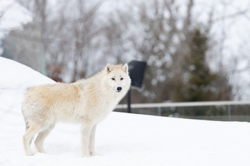 Obraz premium Photo of Arctic Wolf