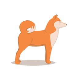 Shiba inu dog. Japanese breed. Dog in a flat style.