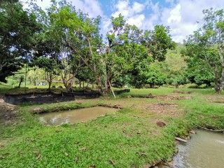 Freash fish pond in the jungle surrounding with beautiful nature in Penampang, Sabah. Malaysia. Borneo. The Land Below The Wind.