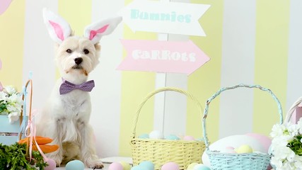 Funny cute dog west highland white terrier dressed in pink bow tie, rabbit ears is sitting on floor, waving head. Baskets with eggs, carrots, flowers on background. Happy easter, spring concept.