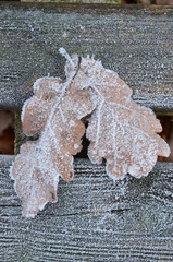 background of autumn leaves in the frost