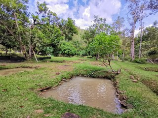 Freash fish pond in the jungle surrounding with beautiful nature in Penampang, Sabah. Malaysia....
