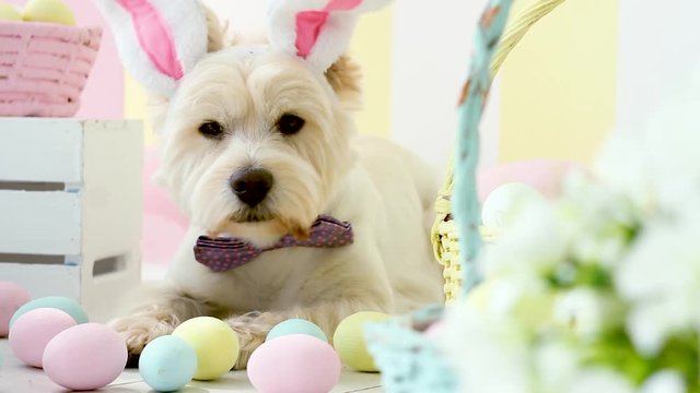 Funny west highland white terrier dressed in hare ears and pink bow tie is lying on floor. Baskets with colorful eggs are around on background. Dog is waving head. Happy easter and spring concept.