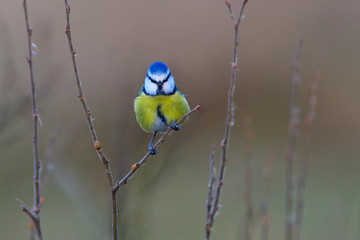 Blaumeise bei der Futtersuche	