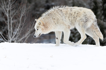 Obraz premium Photo of Arctic Wolf
