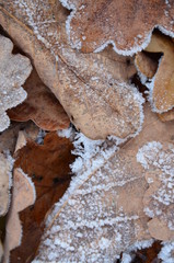 background of autumn leaves in the frost
