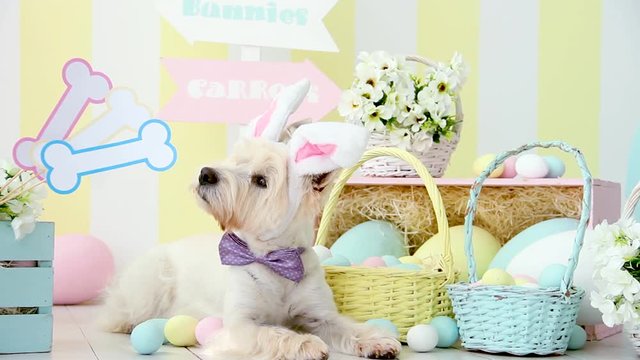 Funny west highland white terrier dressed in pink bow tie, hare ears is lying on floor. Cute dog is looking on photo props decorative bones, waving head. Happy easter and spring concept.