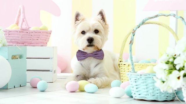 Funny west highland white terrier dressed in pink bow tie is lying on floor. Cute dog is waving head. Baskets with colorful eggs, festive decor on background. Happy easter and spring concept.