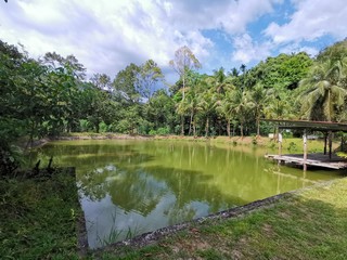 Fototapeta na wymiar Freash fish pond in the jungle surrounding with beautiful nature in Penampang, Sabah. Malaysia. Borneo. The Land Below The Wind.