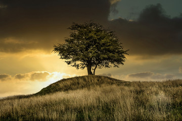 Fototapeta na wymiar Lonely tree in the sunset