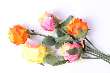 Beautiful colorful roses isolated on white