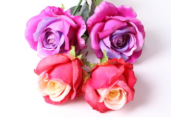 Beautiful colorful roses isolated on white