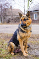 Funny portrait of a cute girl shepherd. The new beloved family member the dog barks at home and waits