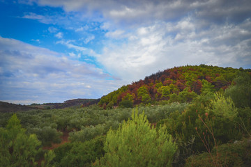 Fototapeta na wymiar Landscape photography of forest in Zakynthos, Greece