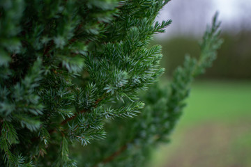 Captured needles bush - juniper in the garden with light bakcground