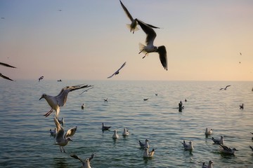 Seagulls soaring above the water