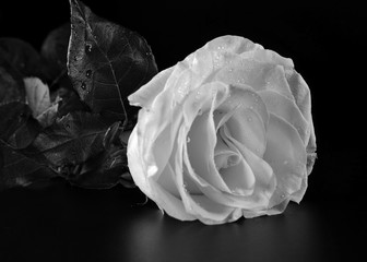 Beautiful rose on a black background