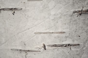 Texture of birch bark closeup