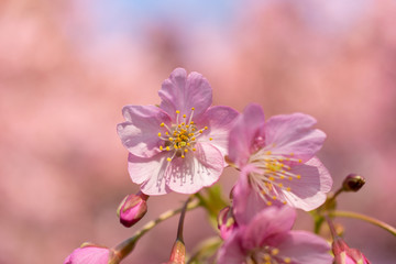 Close up sakura cherry blossom flower with  pink blur background