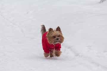 Little purebred dog in clothes walks in winter park