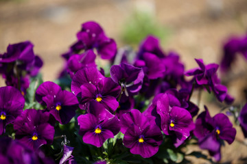 パンジー スミレ カシス