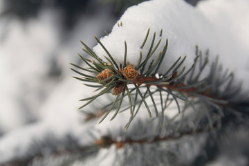 Green pine tree and pine cones covered with snow close-up. Nature