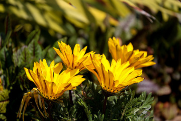 太陽に向かって咲く黄色い花