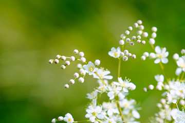 A bunch of small white flowers and buds in spring against the green background