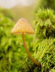 Close up of a mushroom on green moss in the autumn forest