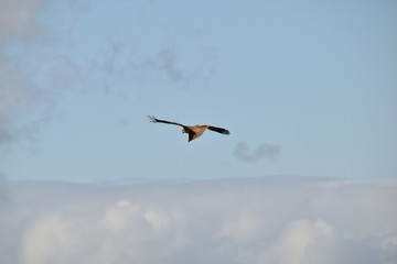 Flying black kite - Milvus migrans. It is called “Tobi” or “Tonbi” in Japan.