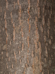 Tilia cordata