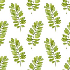 Watercolor seamless pattern with acacia leaves. Hand drawn vector background for packaging, textile