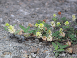 Trifolium campestre