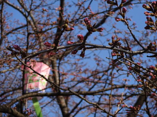 Cherry blossom in Nagahama city, Japan