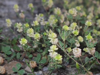 Trifolium campestre